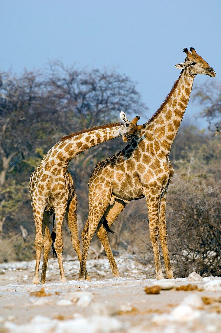 Male giraffes fighting