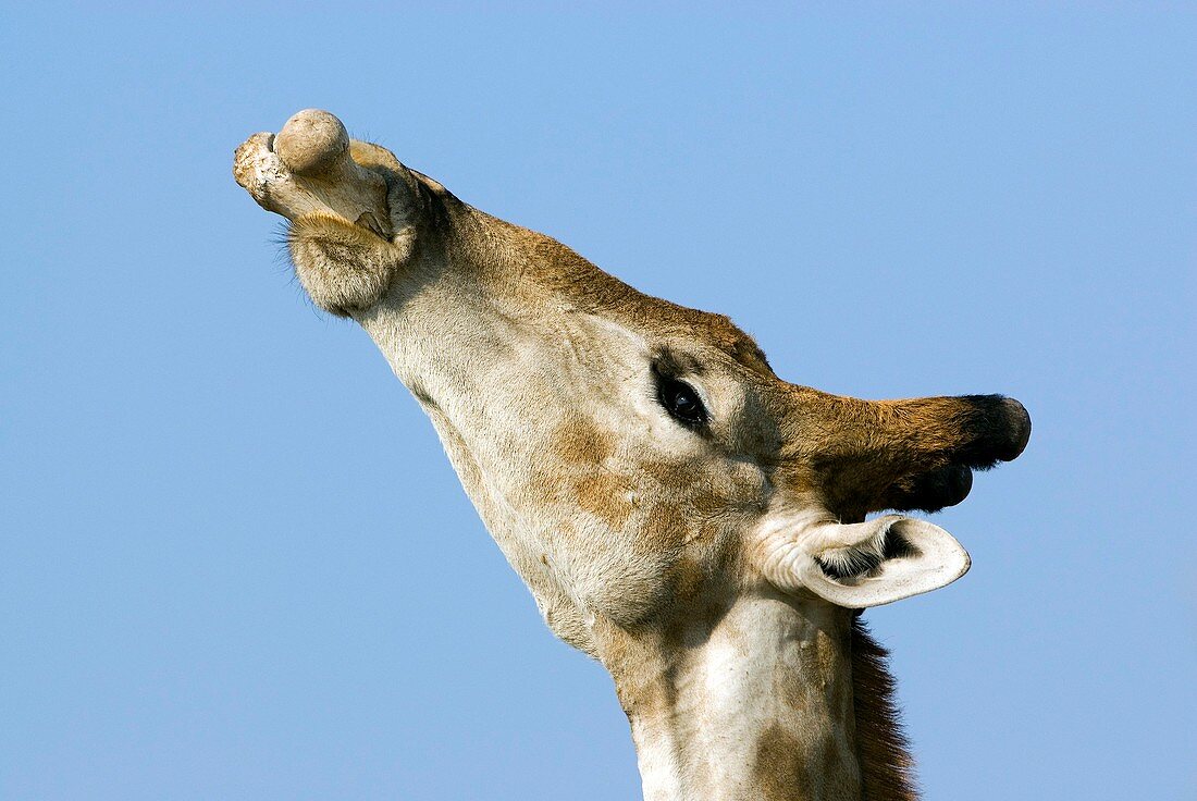 Male giraffe chewing on a bone