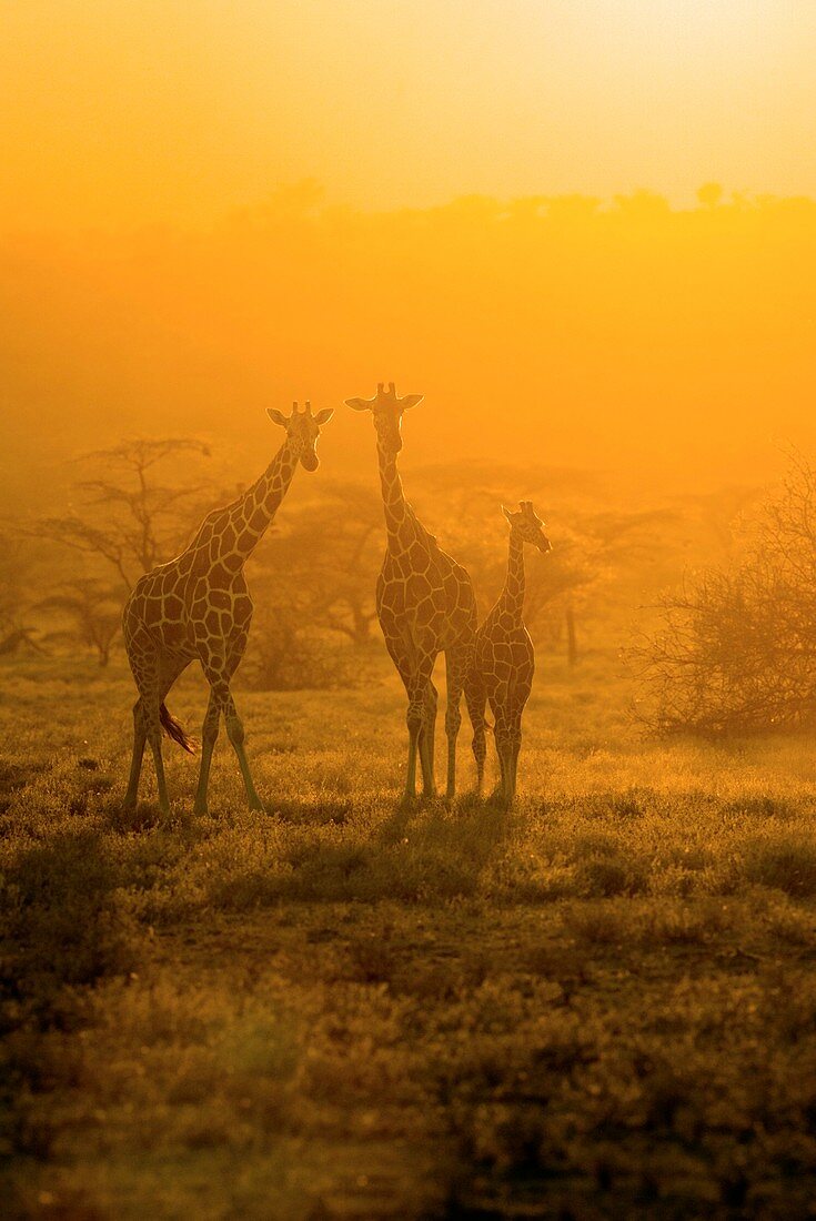 Giraffes at sunset