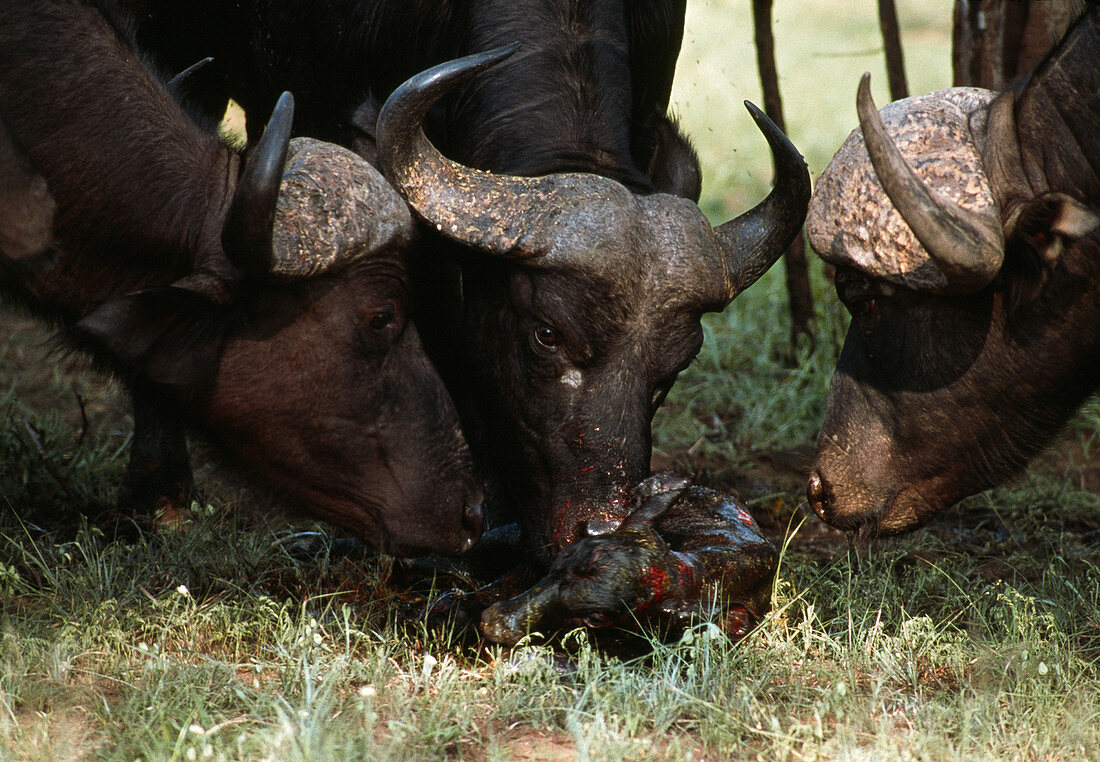 Buffalo calf