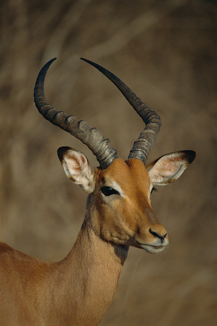 Impala