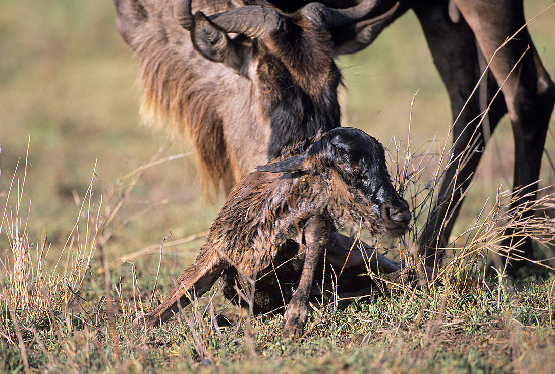 Newborn blue wildebeest and mother