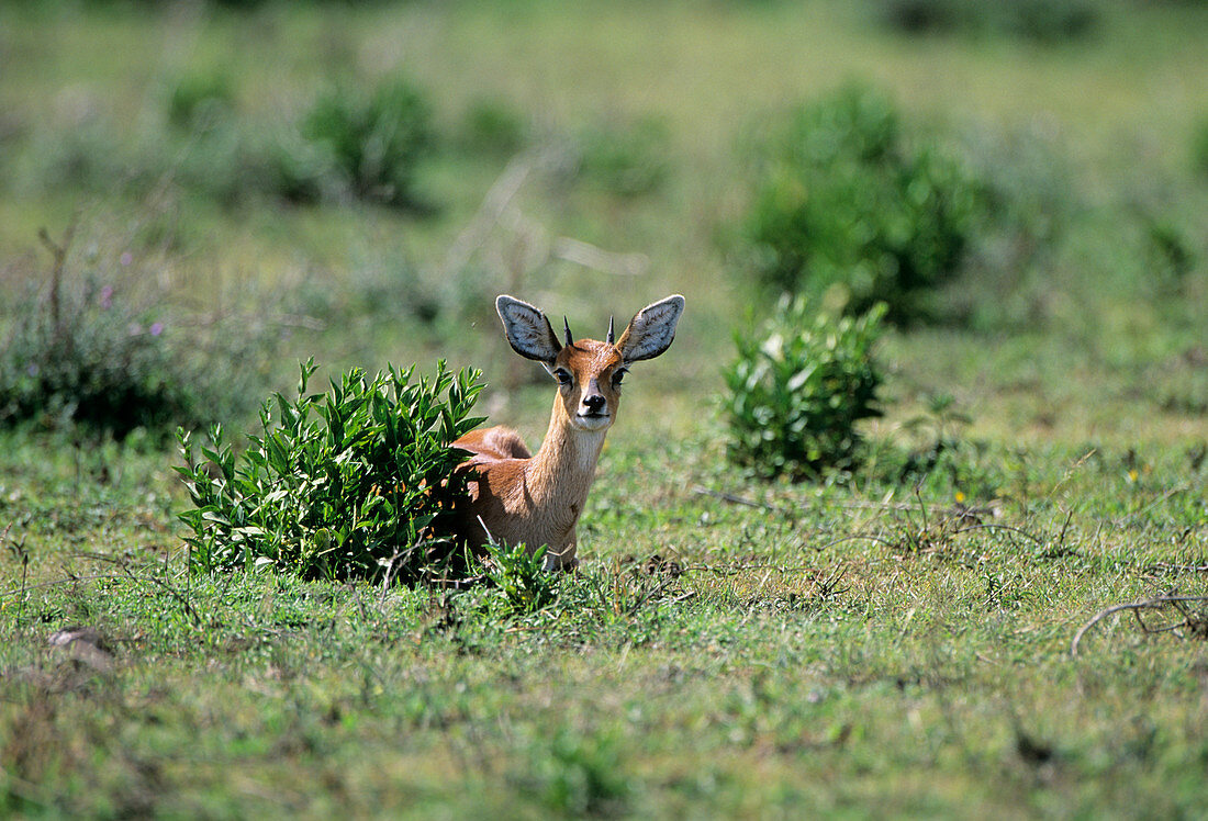 Male steenbok