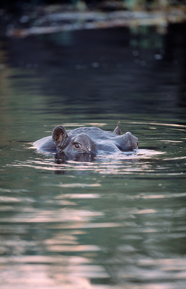 Hippopotamus in water