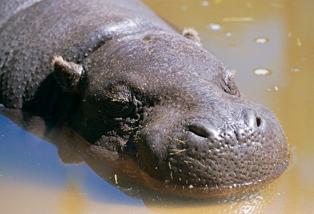 Pygmy hippopotamus