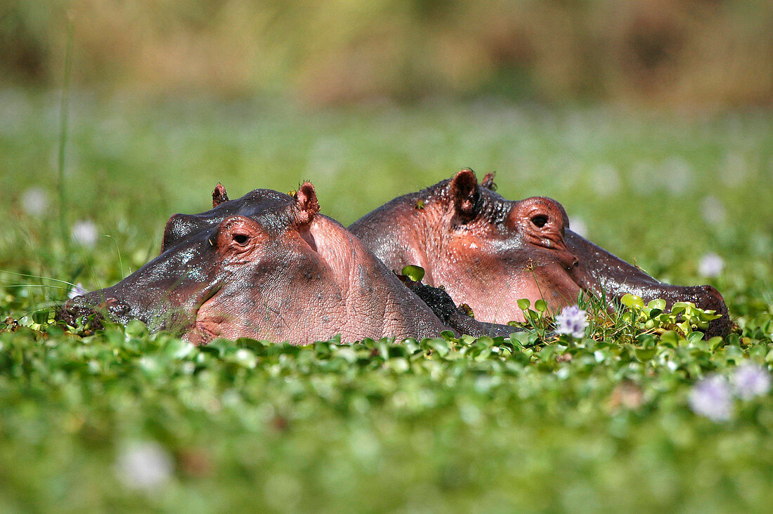 Hippopotamuses