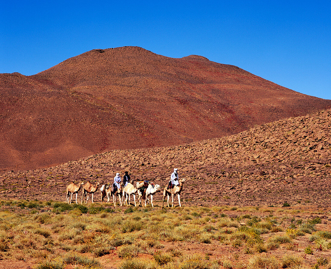 Tuareg camel caravan