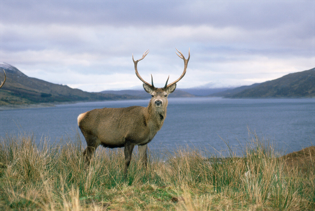 Red deer stag by loch