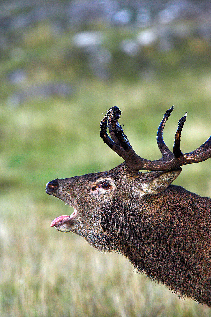 Rutting red deer stag