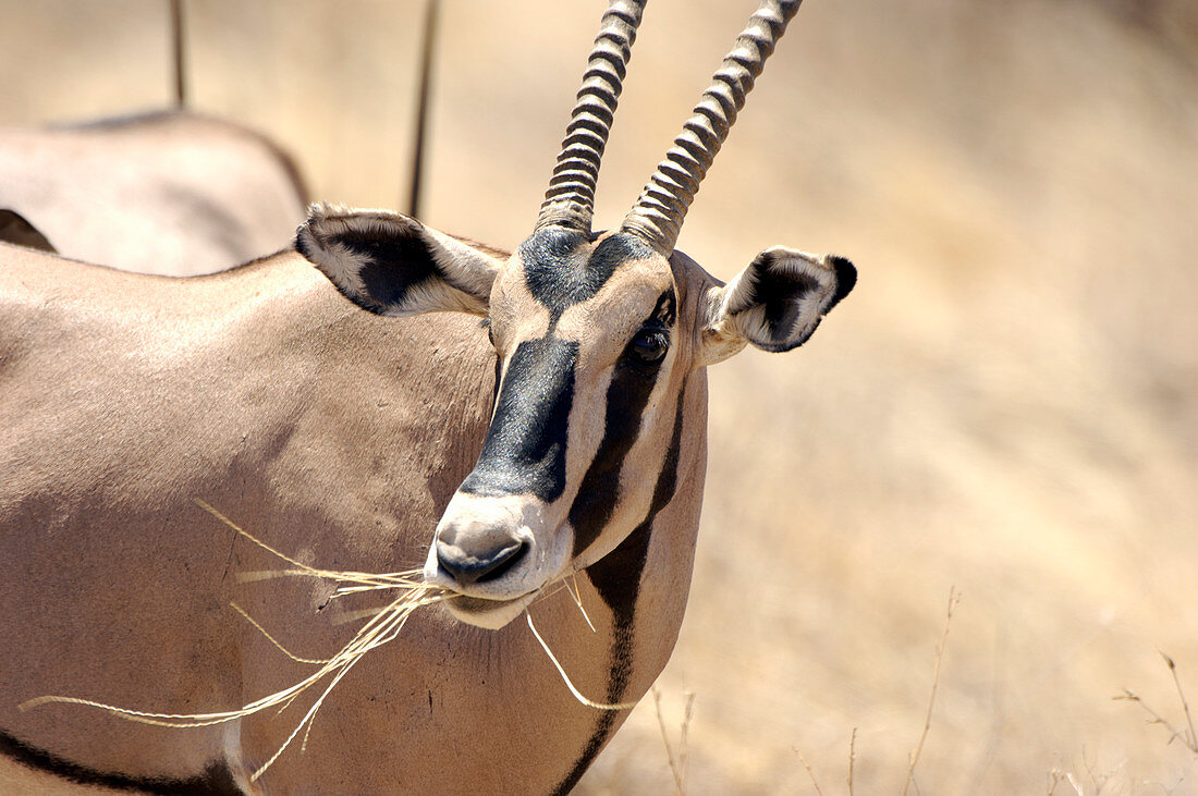 Male gemsbok feeding