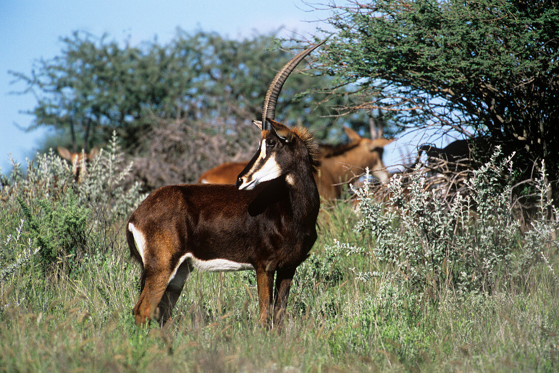 Sable antelope