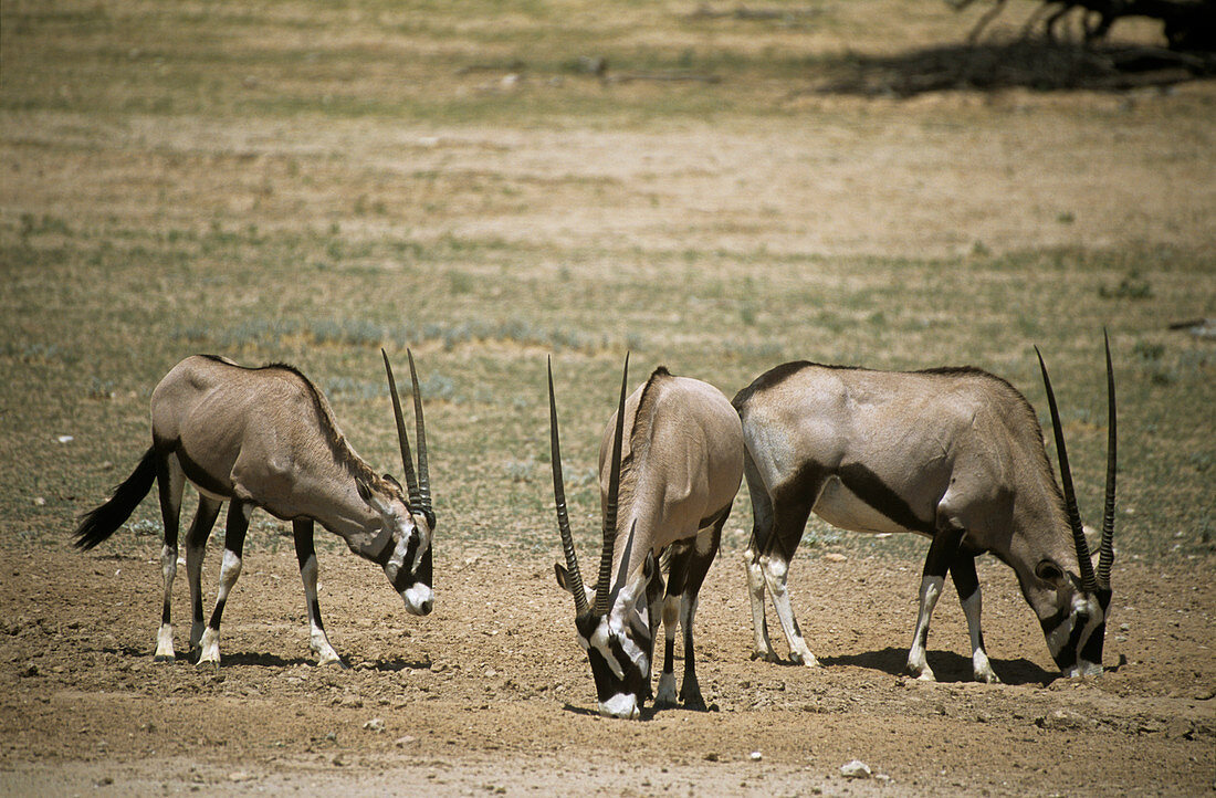 Gemsbok