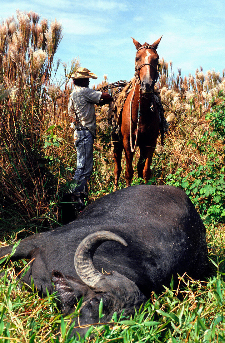 Gaucho with a dead wild buffalo