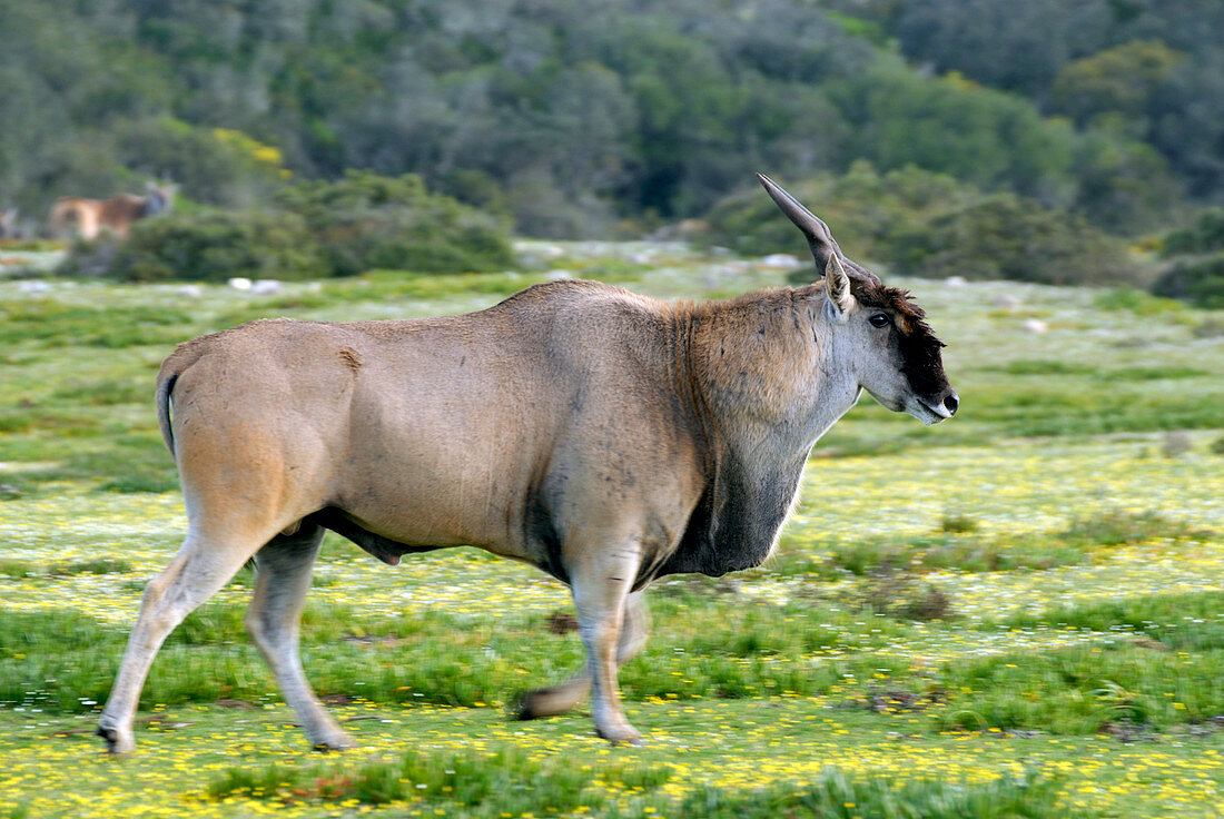 Eland bull