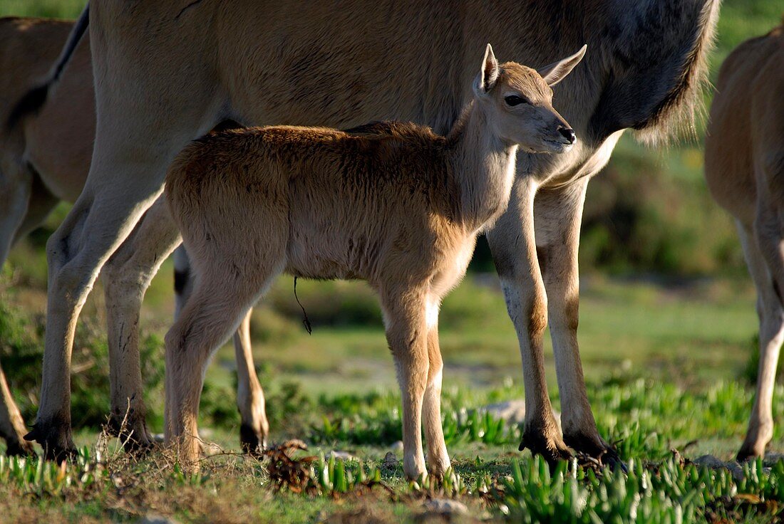 Newborn eland antelope calf