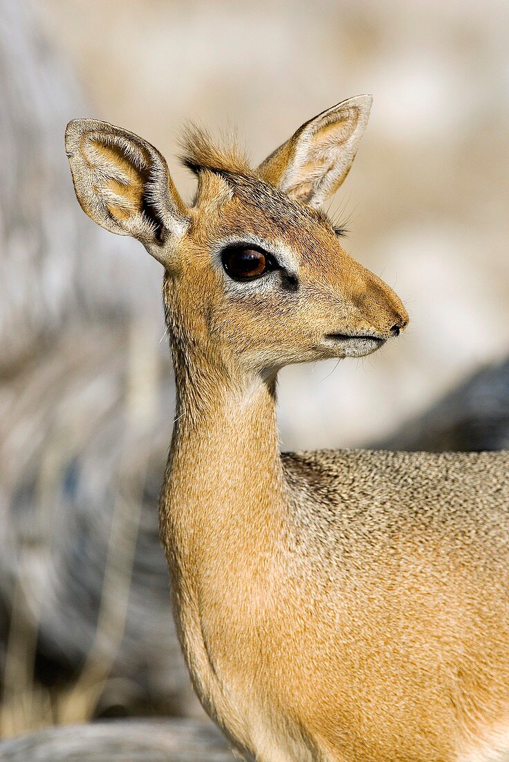 Kirk's dik-dik