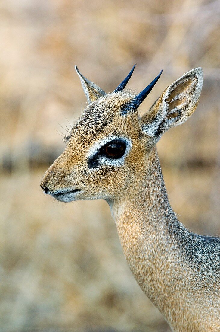 Kirk's dik-dik