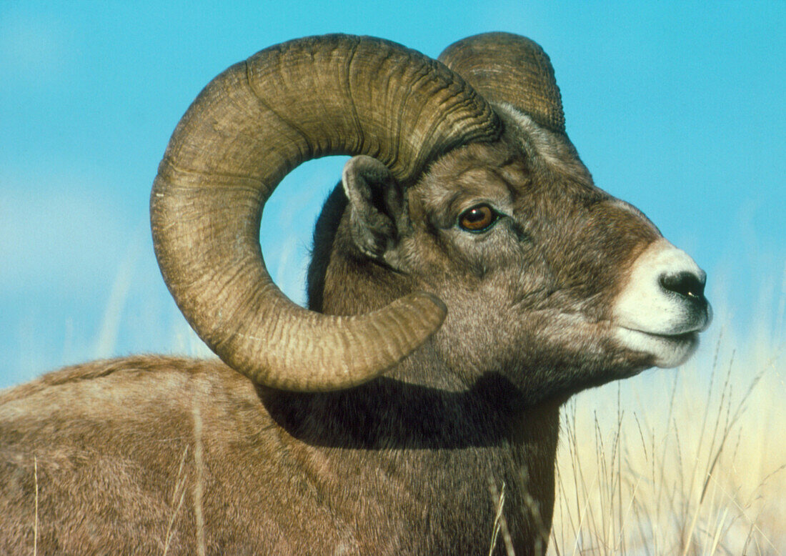Head of an American bighorn ram,Ovis canadensis