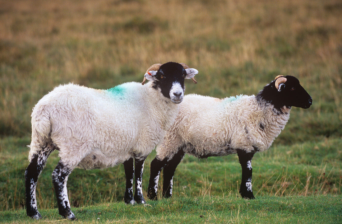 Scottish blackface sheep