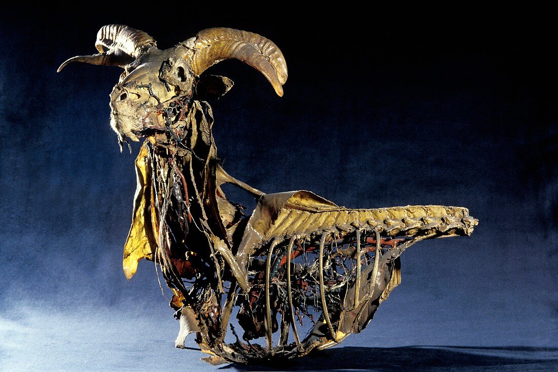 Goat anatomy,Fragonard Museum