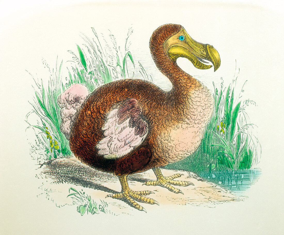 Coloured Engraving of a dodo
