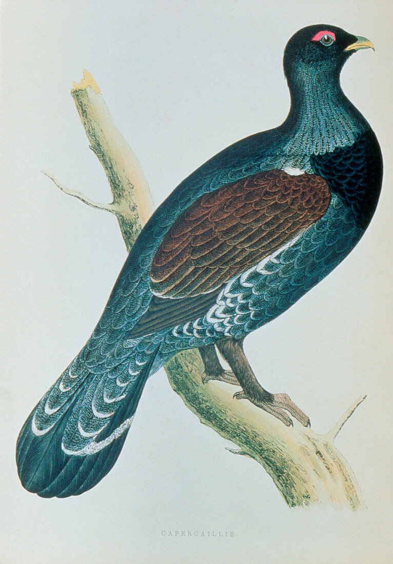 Illustration of extinct UK race of capercaillie
