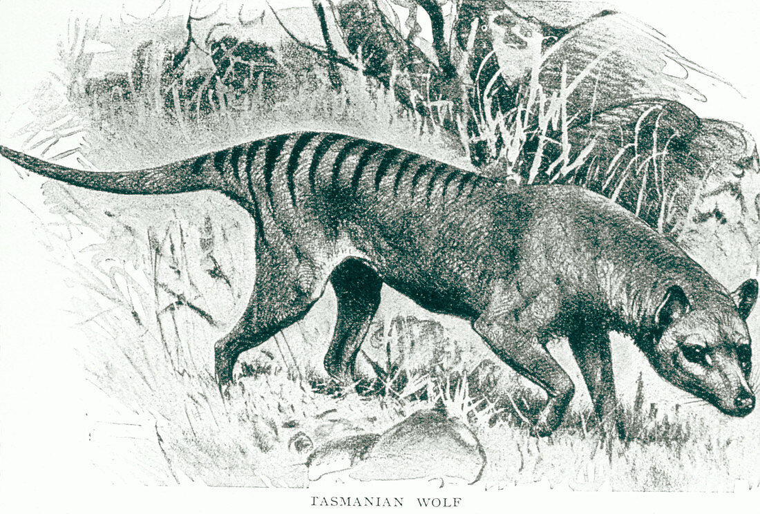 Engraving of the Tasmananian wolf,Thylacinus sp