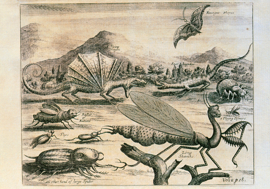 Engraving of a dragon and insects from Brazil