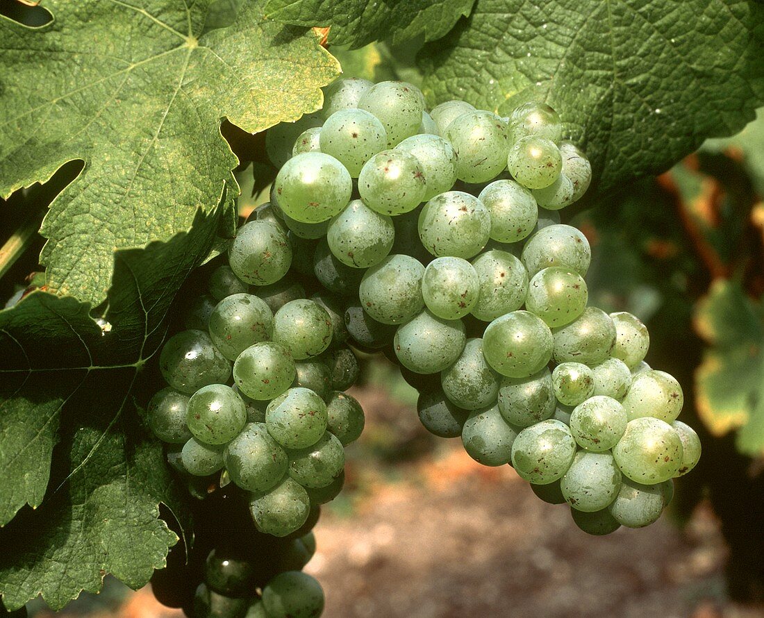 Sauvignon,auch außerhalb Europas wachsend beliebte Weintraube