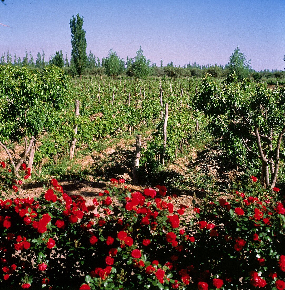 Rosen am Weinberg von Gut Trapiche in Mendoza, Argentinien