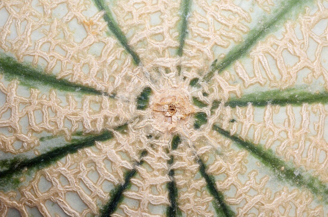 Melon skin