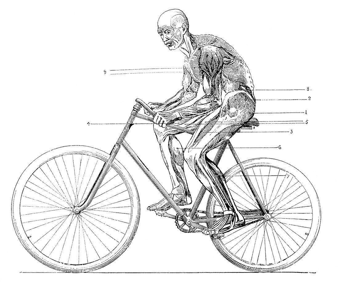 Muscles used in cycling,19th century