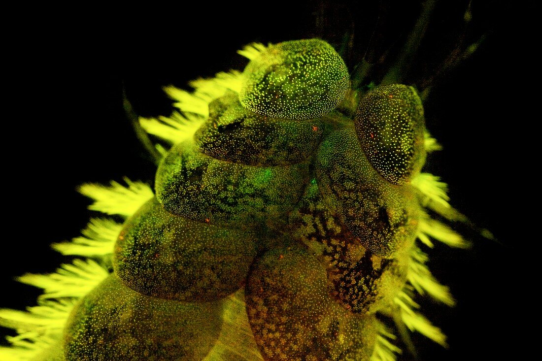Marine worm fluorescing