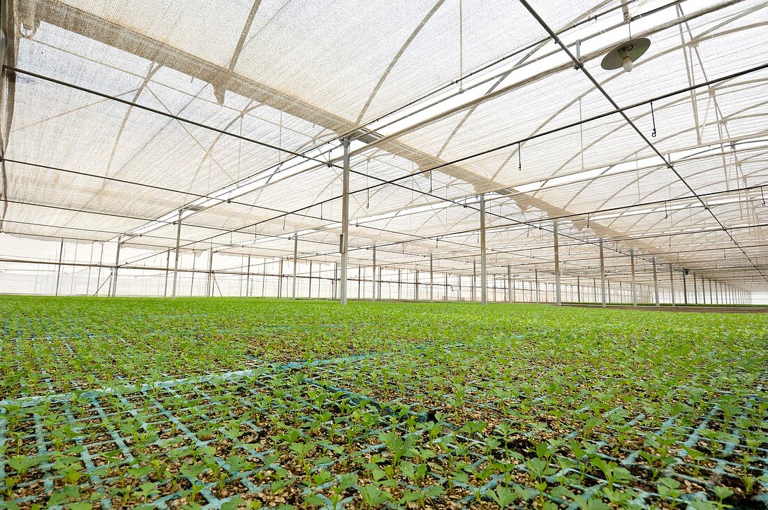 Celery in a greenhouse