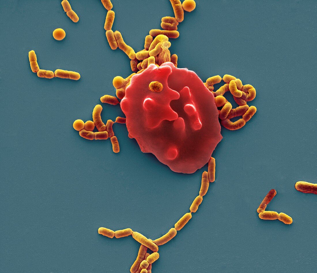 Red blood cell and bacteria,SEM