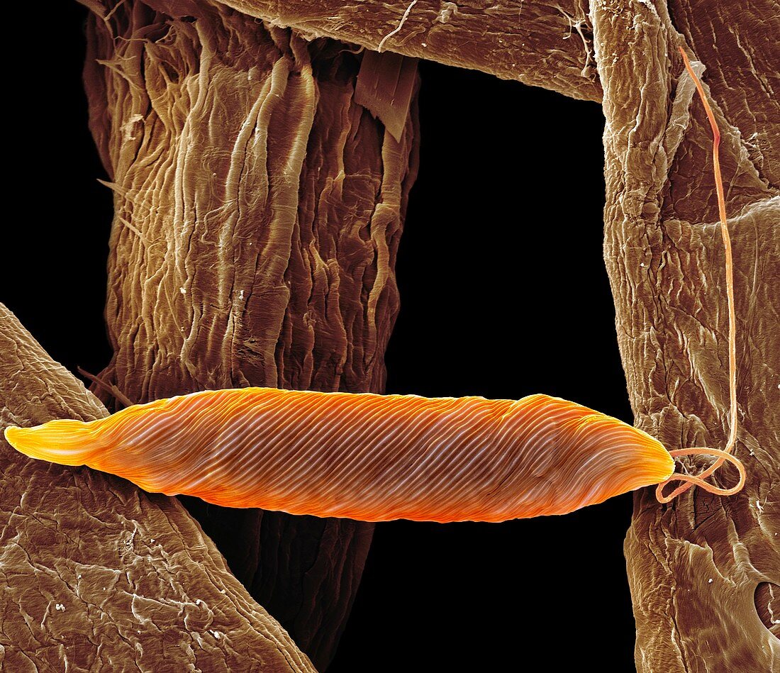 Euglena flagellate protozoan,SEM