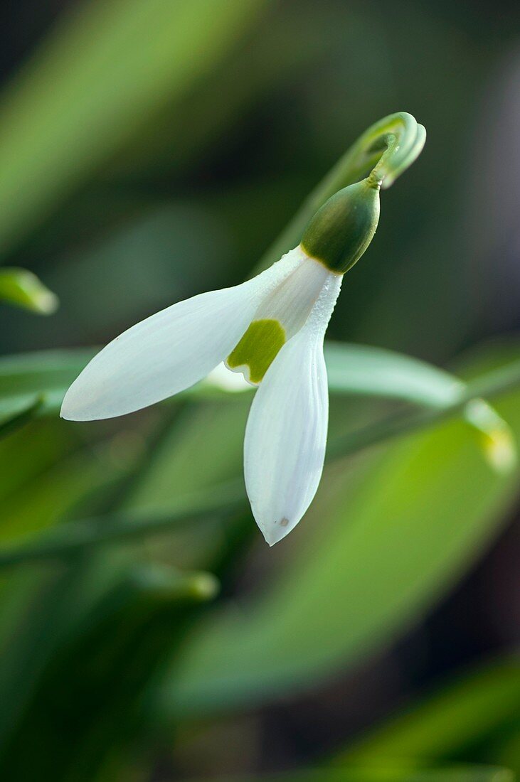 Snowdrop (Galanthus ikariae)