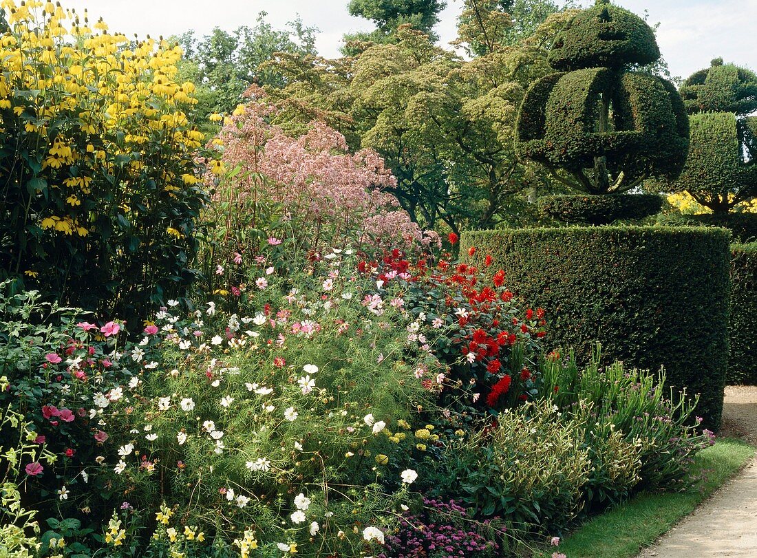 Herbaceous border and topiary