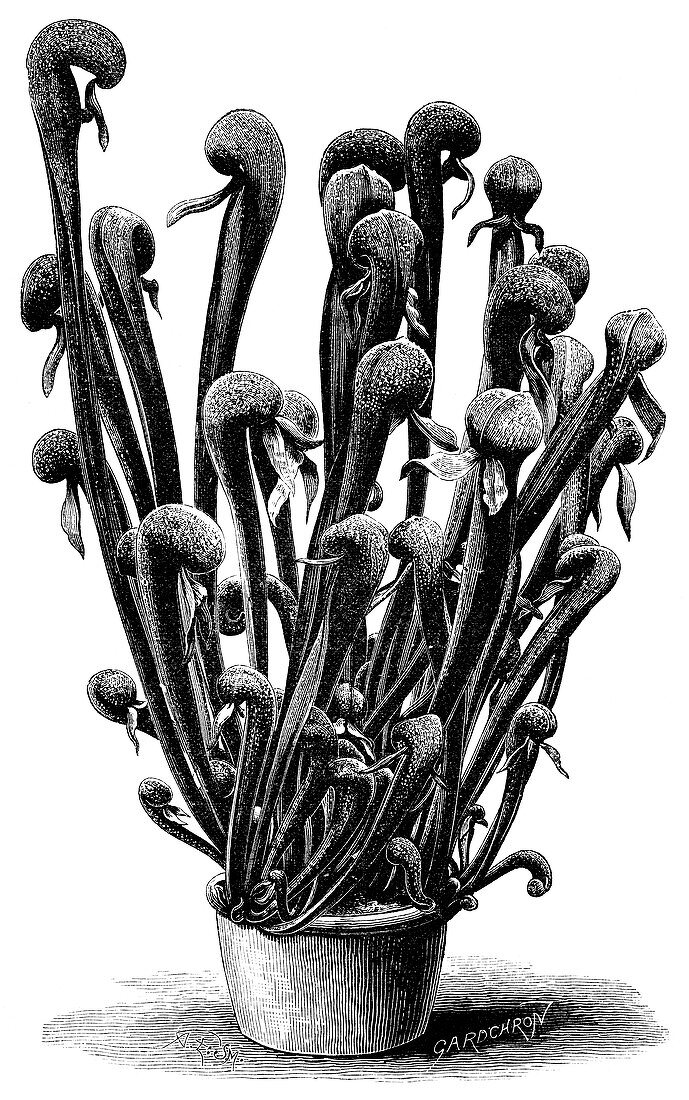 California pitcher plant,19th century