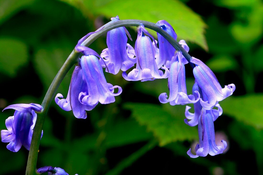 Bluebell (Hyacinthoides non-scripta)