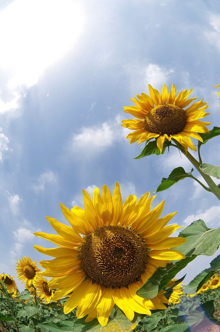 Sunflowers