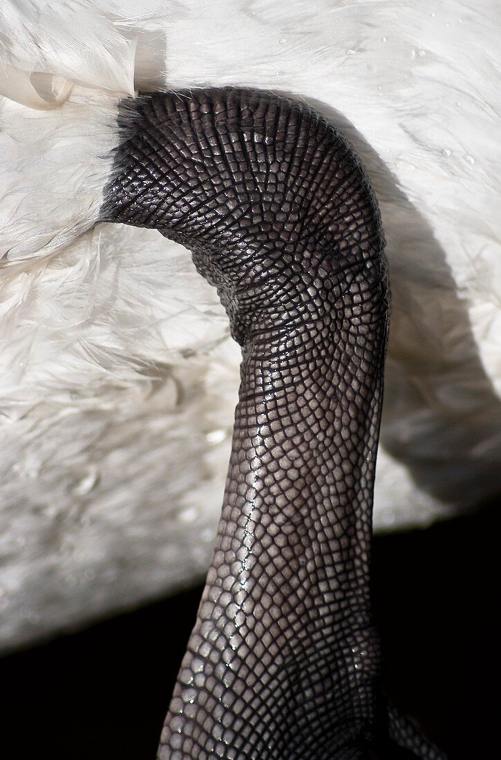 Swan's leg
