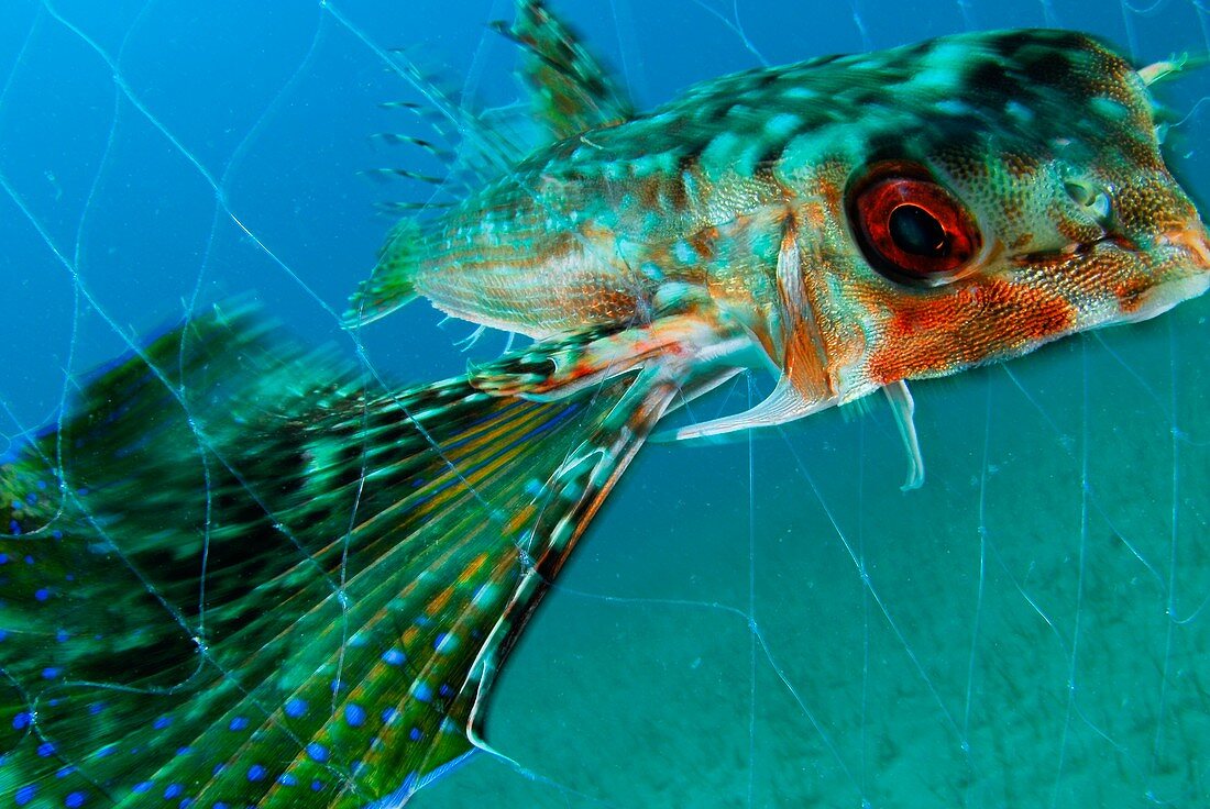 Flying gurnard in a fishing net