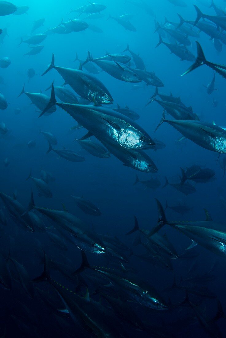 Northern bluefin tuna