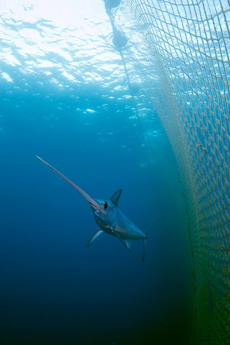 Swordfish swimming in a fishing net