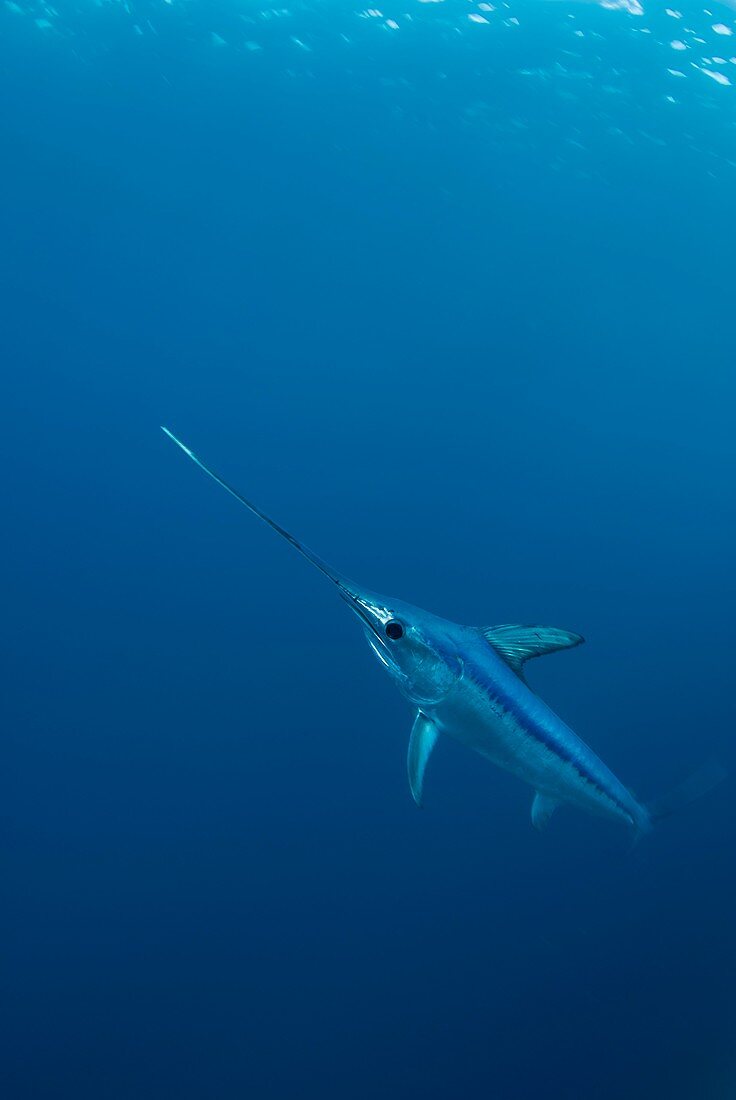 Swordfish swimming
