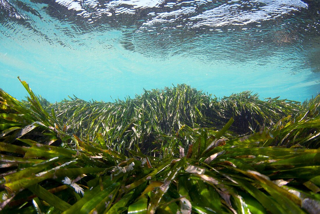 Neptune grass (Posidonia oceanica)