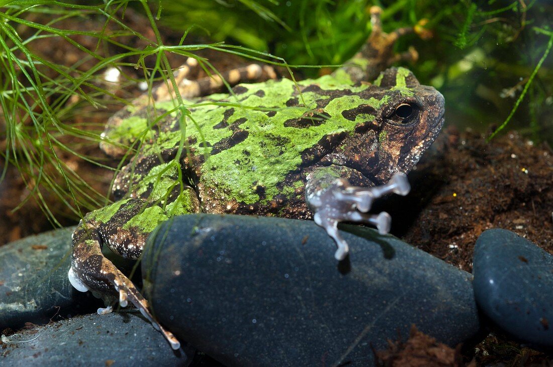 Malagasy burrowing frog