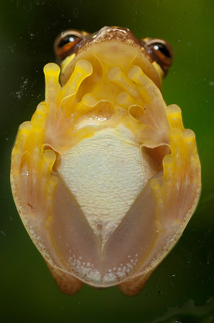 Hourglass treefrog on glass