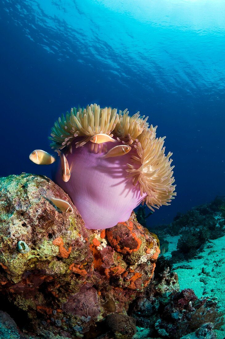 Pink anemonefish sheltering